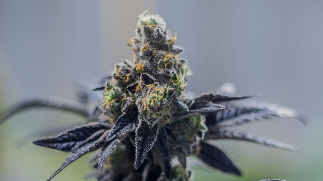 What is H4CBD? Exploring the Potency, Benefits and Applications
