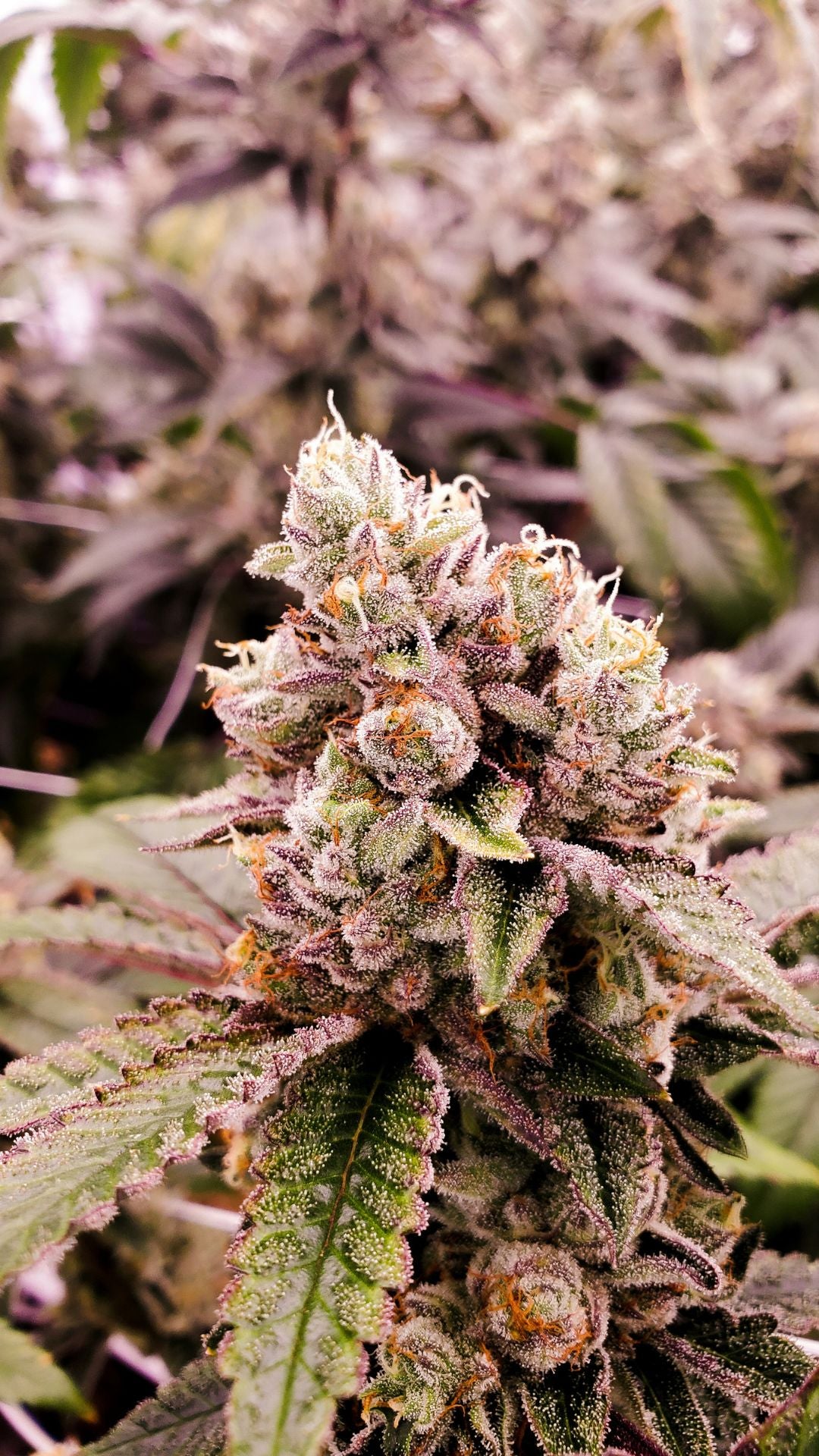 Nahaufnahme einer Cannabisblรผte 10-OH-HHC