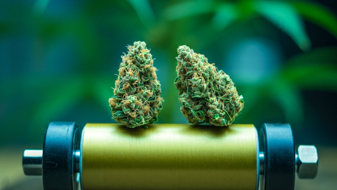 How 10-OH-HHC is Different From Regular HHC: Explained