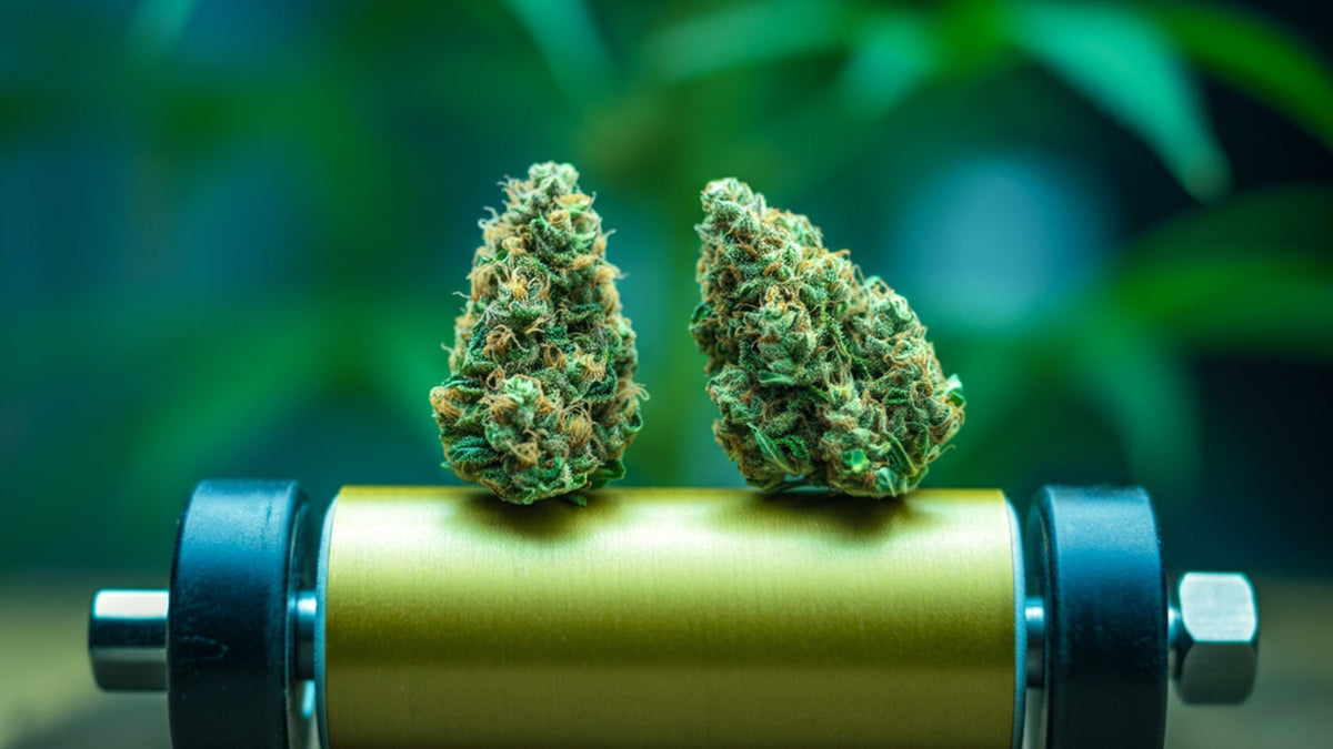 Nine realms cannabis flower buds on a roller in cannabis green house