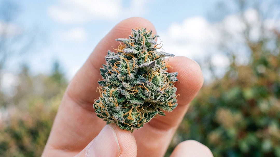 Blue Dream: A Complete Cannabis Strain Guide