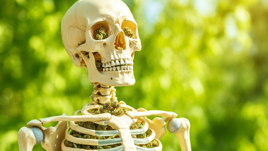 Cannabinoids for Bone Strenght: Explained