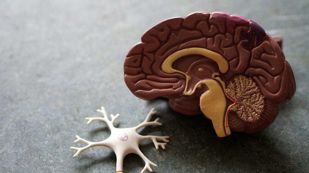 Healthy representation of Nine Realms Customers brain laying on the table