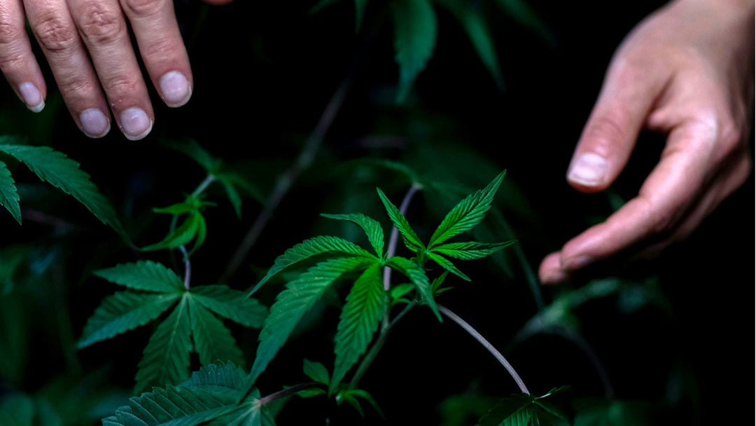 Indoor vs. Outdoor Cannabis Growing: Guide