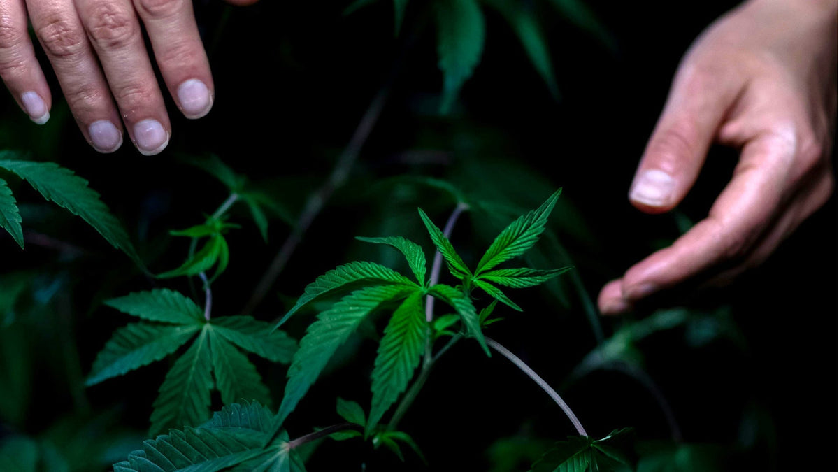 Cannabis Growing Indoor vs Outdoor Nine Realms
