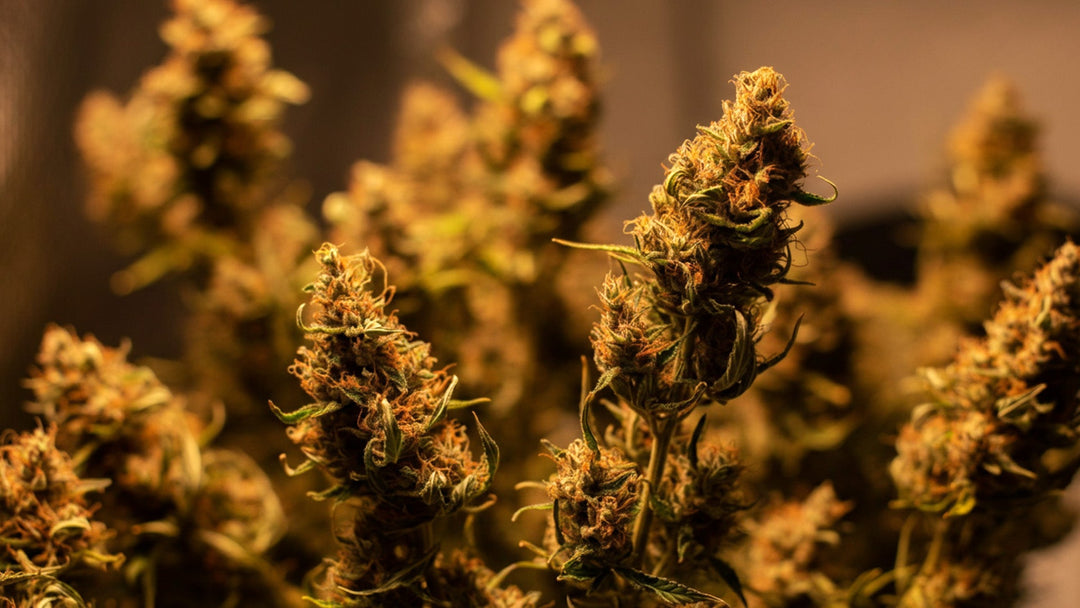How to Dry Cannabis: Guide