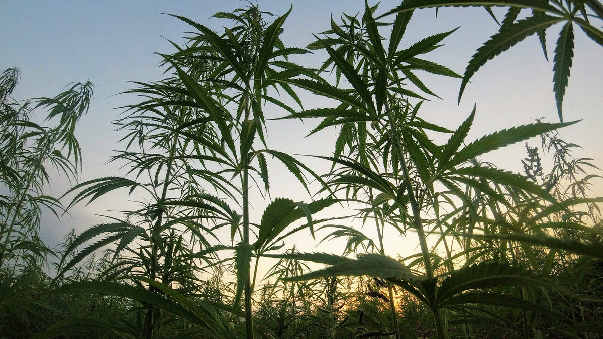 Hemp Growing Nine Realms