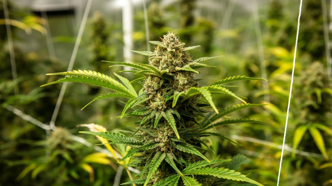 Cannabis Hermaphrodites: How to Recognize and Prevent Them