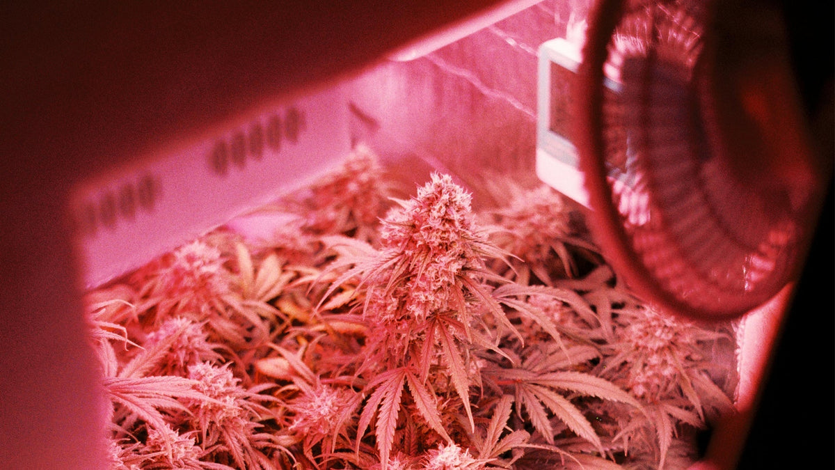 Growing Nine Realms Cannabis Indoors