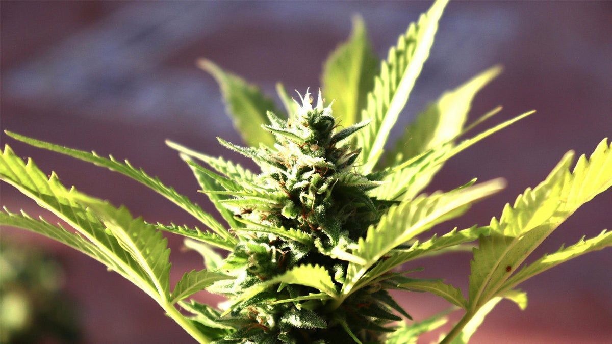 Nine Realms CBD plant