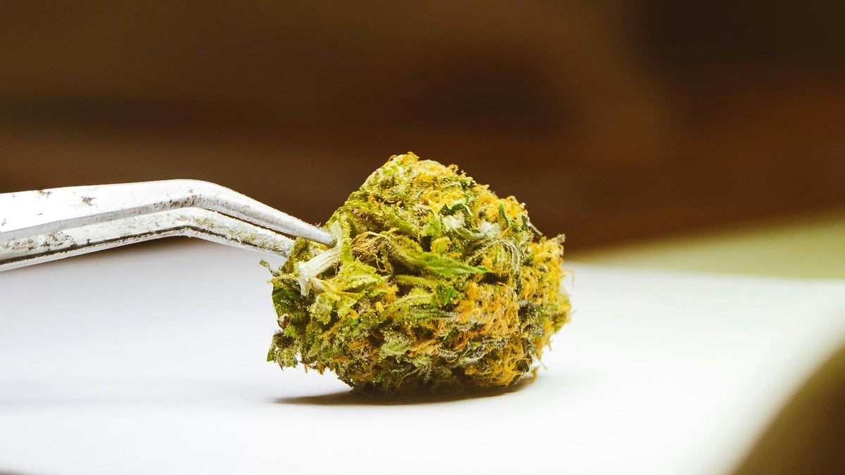 CBD vs CBG Bud Nine Realms