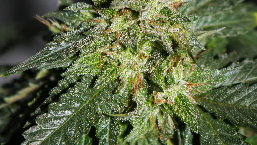 What is CBD?