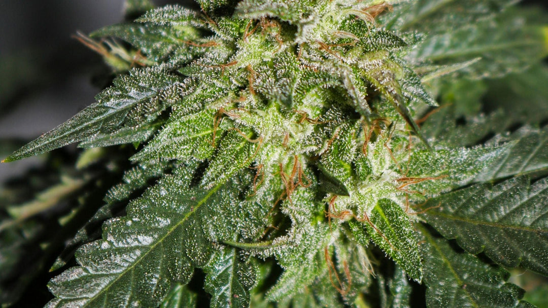 What is CBD?