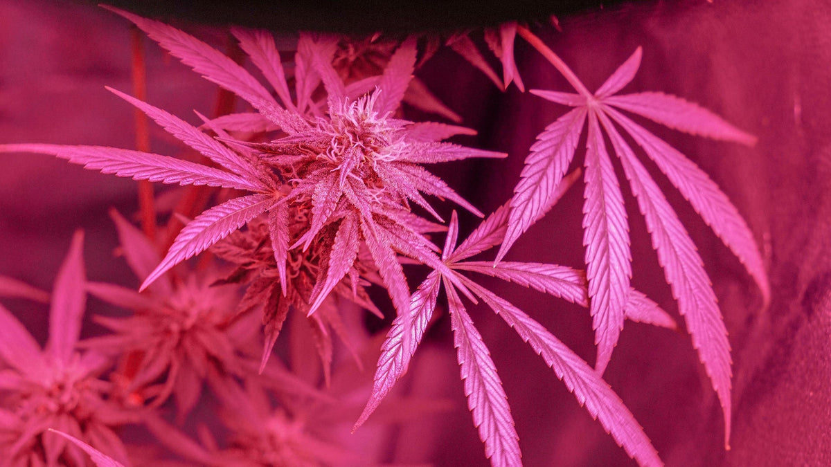 Delta 8 THC Nine Realms Flower