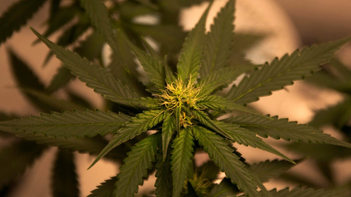 Nine Realms CBN cannabis flower in a lab