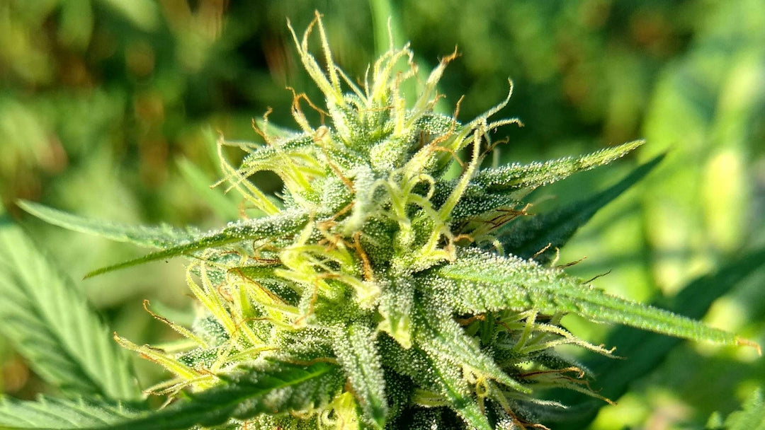 Full Spectrum CBD Benefits: Explained