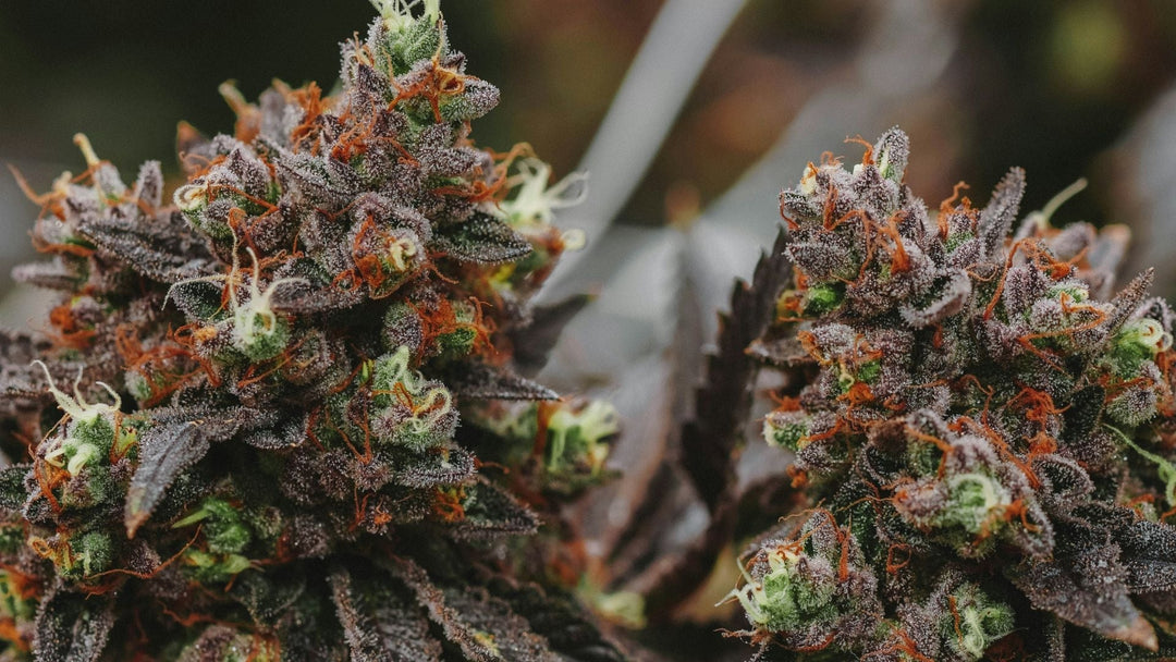 What is HHC? Exploring the Potency, Benefits and Applications