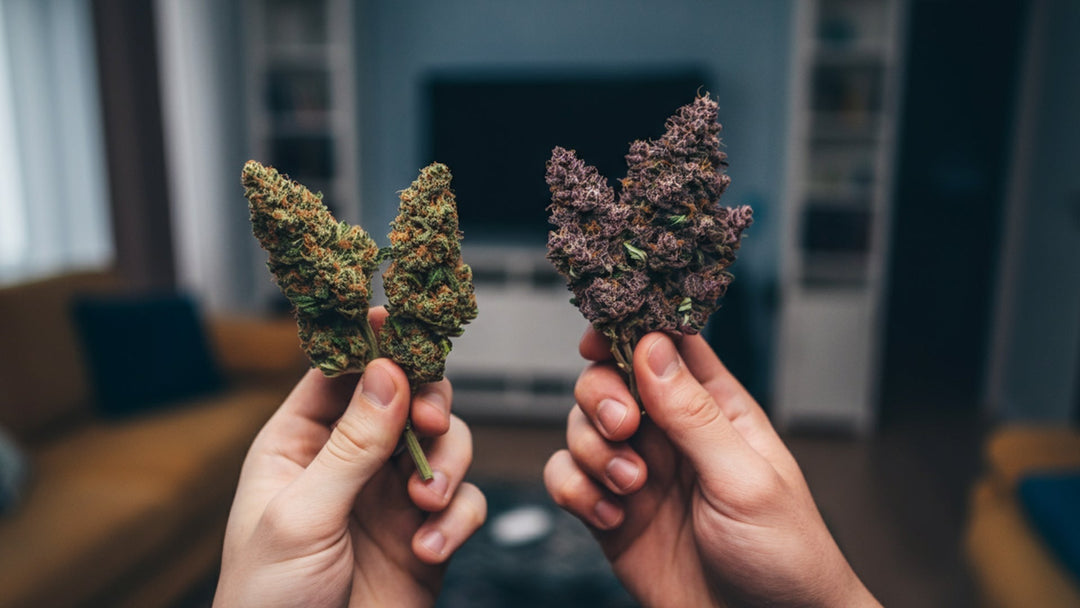 10-OH-HHC vs. HHC-P: Comparison