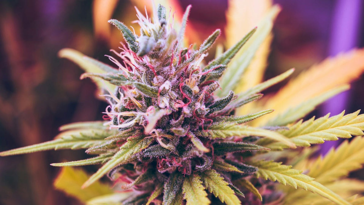 Nine Realms HHCP Flower with terpenes close up image