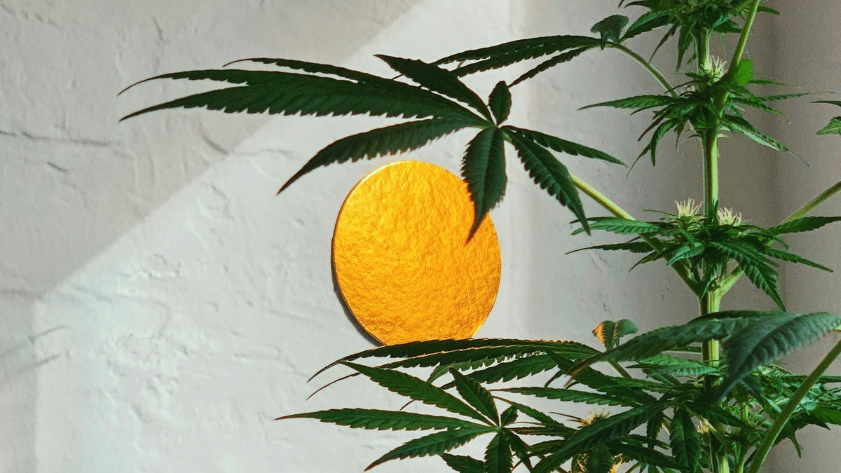 Sativa vs Indica Nine Realms