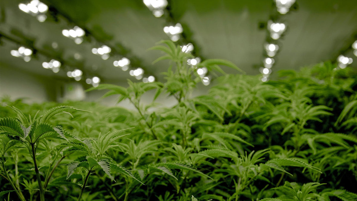 Nine Realms cannabis plants growing indoors