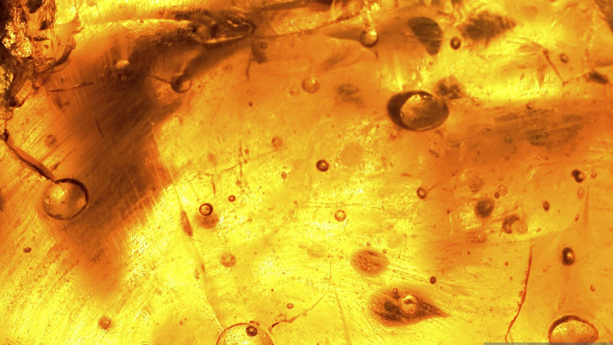 Nine Realms Cannabis Rosin Close up
