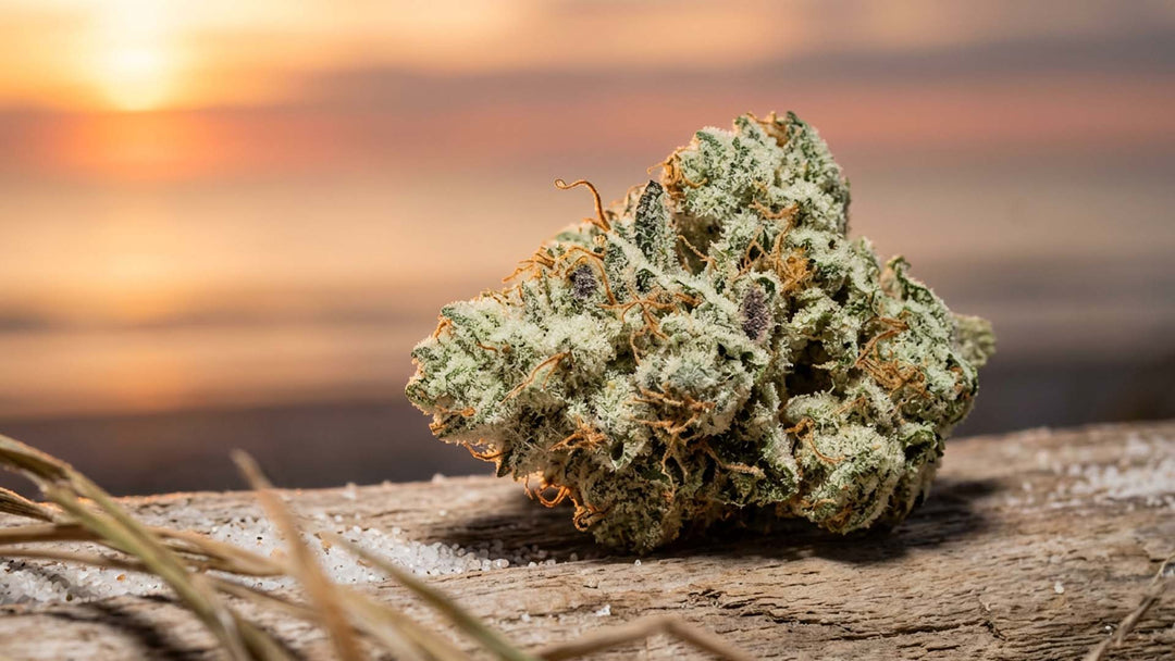 Sunset Sherbet Strain: The Complete Guide