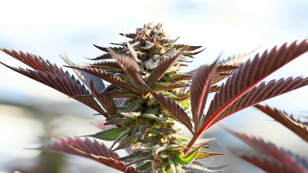 Nine Realms THCA cannabis flower growing outdoors