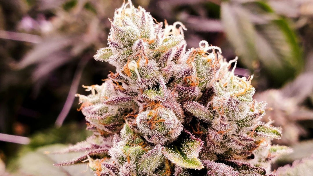 What is THCP? Exploring the Potency, Benefits and Applications