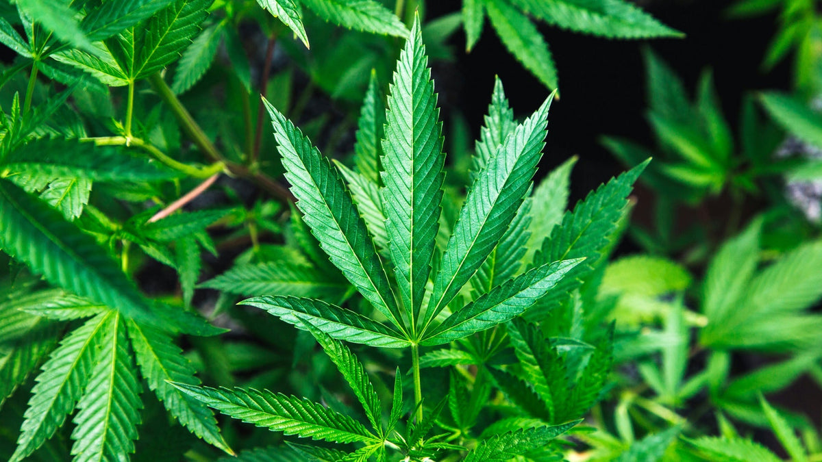 THCV and THC Nine Realms Plant